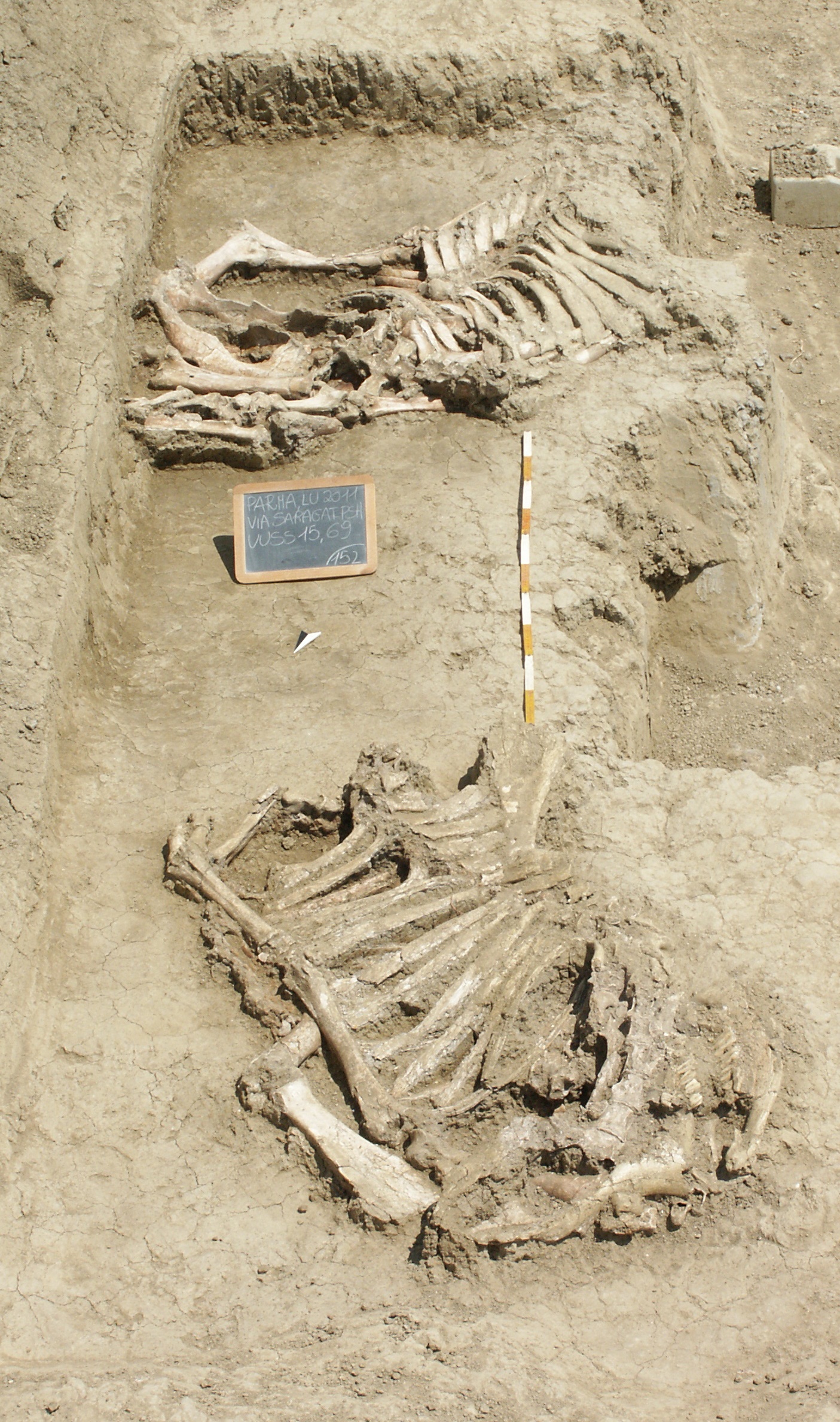 Resti di quadrupedi in deposizione rituale in corso di scavo, da via Saragat - epoca arcaica