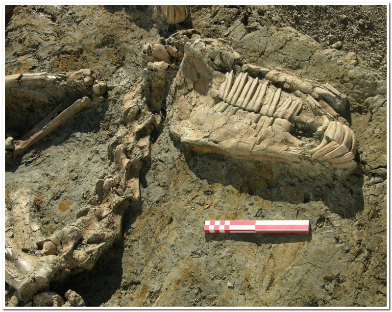 Tomba 65/2008 - Particolare dello scheletro di uno dei cavalli (cranio e vertebre cervicali)